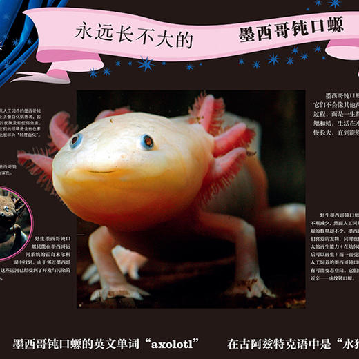 《DK动物百科系列：两栖爬行动物》 商品图4