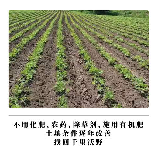 豆腐 约400g，非转基因，种植无化学投入 商品图4