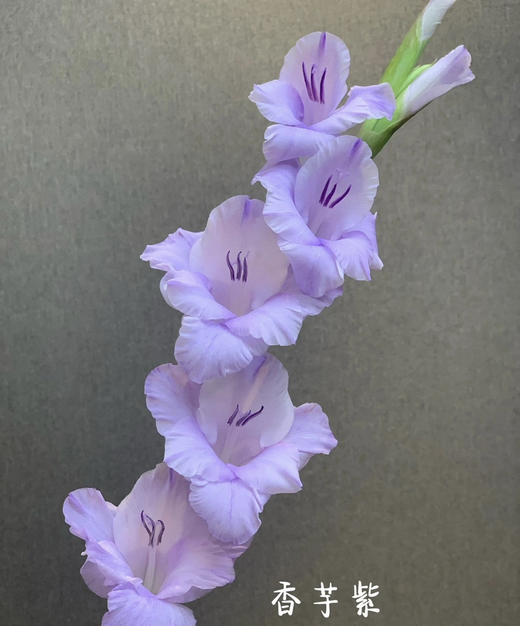 【剑兰】稀有色系 浅紫色（香芋紫）约9-10枝/扎 商品图3