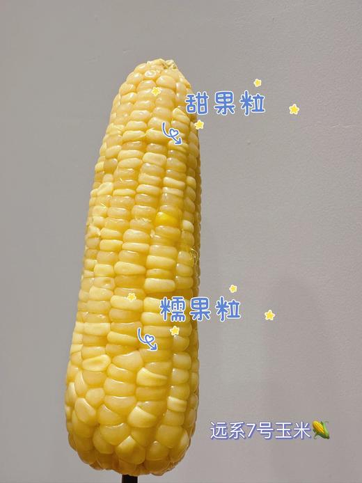 【远系玉米新升级   甜粒糯粒1:1】  远系玉米 🌽 一棒玉米两种口感  玉米届中的“劳斯莱斯”​ 🌽 非近亲杂交！种源正宗！！非转基因！无添加 ​ 🌽 商品图6