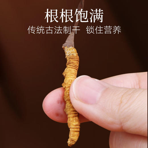 【正宗同仁堂品牌】北京同仁堂 冬虫夏草 虫草-50/6g礼盒装 可泡酒 滋补品SY 商品图4