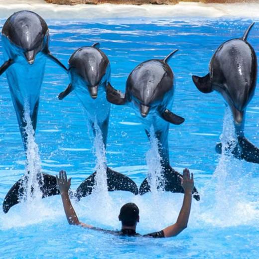 【尼莫海豚馆表演秀】泰国普吉岛 亲子游 亲子乐园 泰国旅游 商品图1