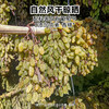 拾爸家⠀2025年有机葡萄干 | 果肉新鲜饱满，源自新疆的好味道 商品缩略图4