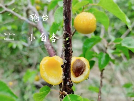 疆小密轮台小白杏3斤装 商品图3