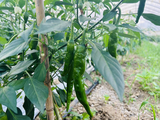 朴愿精选  有机辣椒    青椒  250g 商品图4