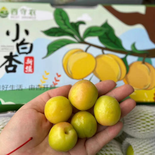【新疆小白杏】新疆奶油小白杏，杏子，表皮光滑，杏味道很好，甜度高，当季时令上架！ 商品图3