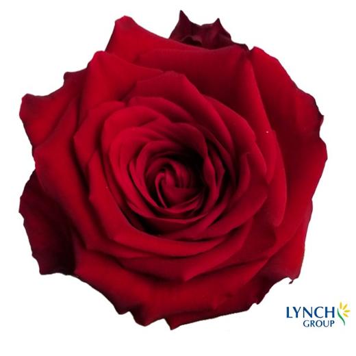 嘉荷单头-红衣女郎 10枝一扎 商品图0