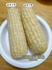 【远系玉米新升级   甜粒糯粒1:1】  远系玉米 🌽 一棒玉米两种口感  玉米届中的“劳斯莱斯”​ 🌽 非近亲杂交！种源正宗！！非转基因！无添加 ​ 🌽 商品缩略图0