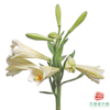 百合-铁炮多头 5枝一扎 商品缩略图0
