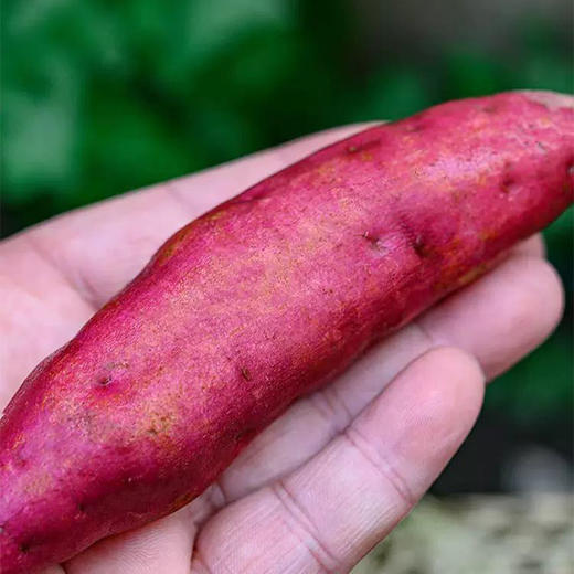 【产地直发】临安天目山·小香薯 口感细腻 软糯香甜 商品图3