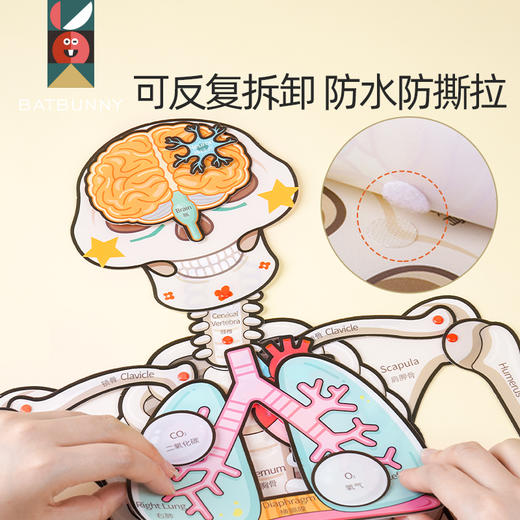 *蝙蝠兔我的骨怪朋友生命人体启蒙双语认知趣味拼图人体科普医生玩具礼物 商品图5