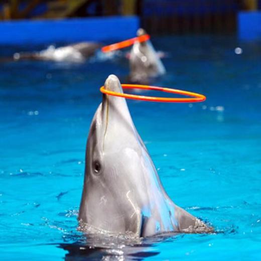 【尼莫海豚馆表演秀】泰国普吉岛 亲子游 亲子乐园 泰国旅游 商品图4