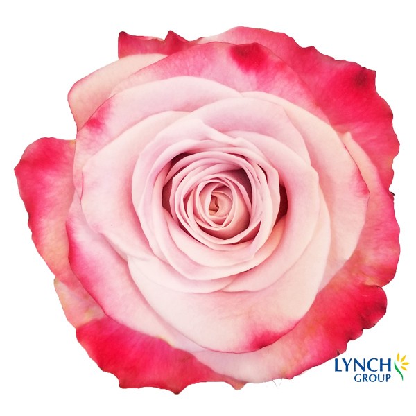 嘉荷单头-经典艾莉森 10枝一扎