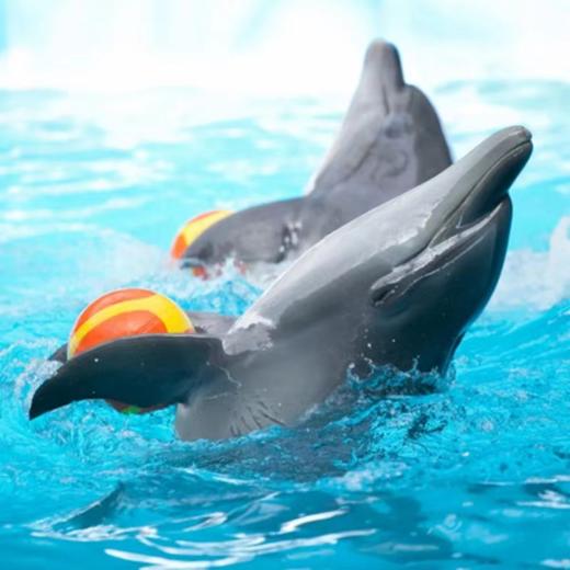 【尼莫海豚馆表演秀】泰国普吉岛 亲子游 亲子乐园 泰国旅游 商品图2