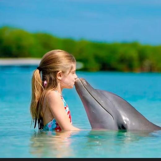 【尼莫海豚馆表演秀】泰国普吉岛 亲子游 亲子乐园 泰国旅游 商品图3