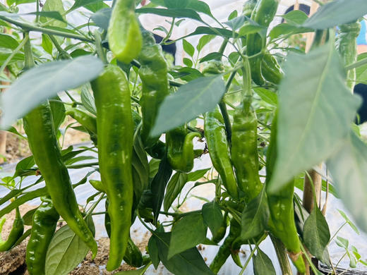 朴愿精选  有机辣椒    青椒  250g 商品图3