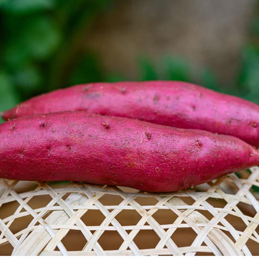 【产地直发】临安天目山·小香薯 口感细腻 软糯香甜 商品图2