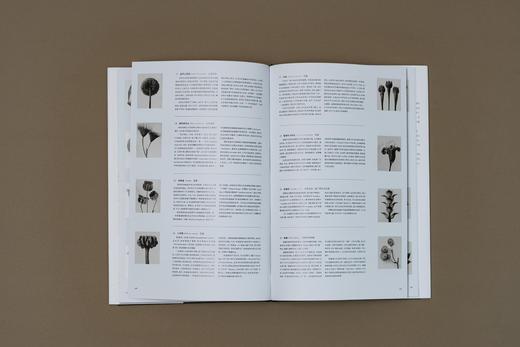 植物的艺术：卡尔·布洛斯菲尔德 摄影画册，70幅经典黑白植物摄影照片 摄影史上的里程碑式作品 商品图5