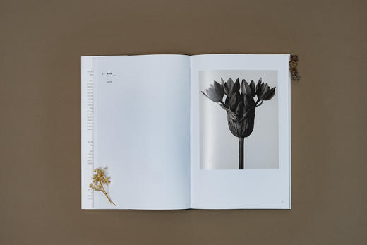 植物的艺术：卡尔·布洛斯菲尔德 摄影画册，70幅经典黑白植物摄影照片 摄影史上的里程碑式作品 商品图3