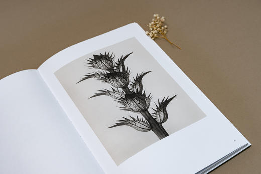 植物的艺术：卡尔·布洛斯菲尔德 摄影画册，70幅经典黑白植物摄影照片 摄影史上的里程碑式作品 商品图4