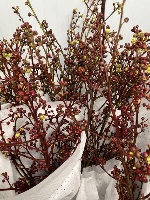 国产花材-【灯台】 商品图1