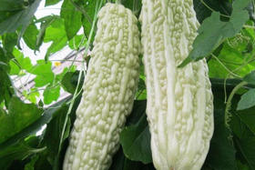 有机苦瓜(玉美人)