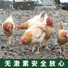 【分销】回购王！安吉竹鲜鸡2年老母鸡，竹林自然觅食，五谷喂养 ，买两只更划算！ 商品缩略图1