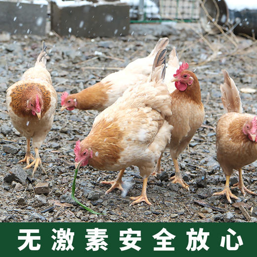 【分销】回购王！安吉竹鲜鸡2年老母鸡，竹林自然觅食，五谷喂养 ，买两只更划算！ 商品图1