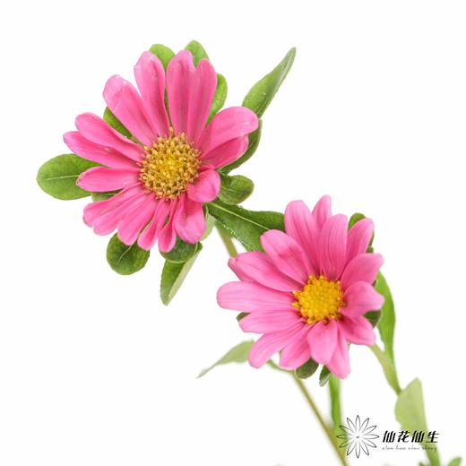配花 | 迷你菊粉 商品图4