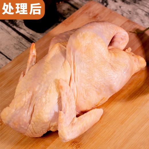 【分销】回购王！安吉竹鲜鸡2年老母鸡，竹林自然觅食，五谷喂养 ，买两只更划算！ 商品图3