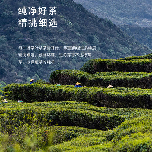 2026新茶 特尊龙井头春头采绿茶明前春茶精品特级嫩芽200g 商品图4