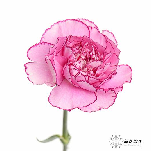单头康乃馨 | 紫霞仙子 商品图2