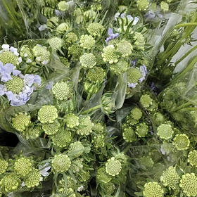 蓝盆花