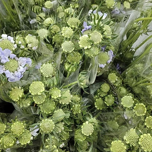 蓝盆花 商品图0