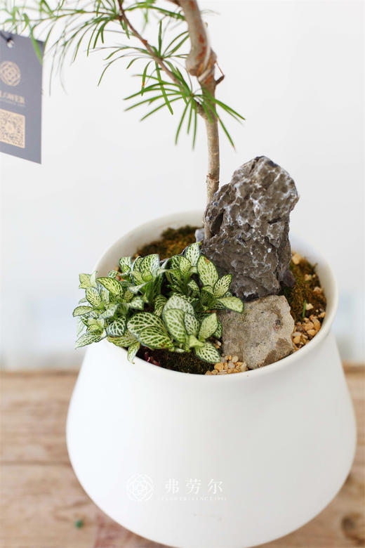 金钱松 商品图1