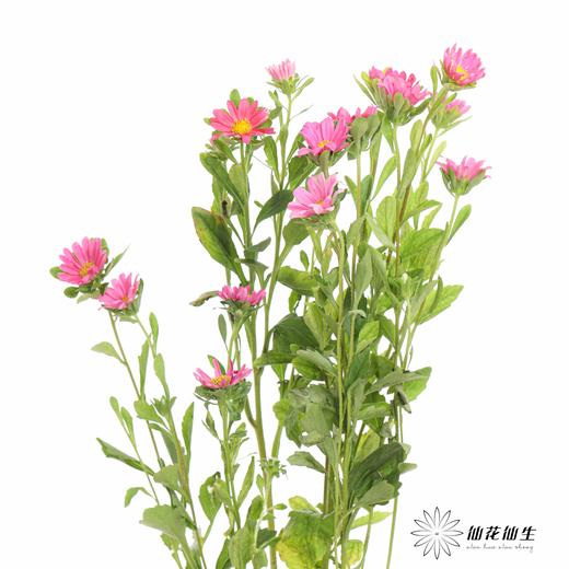 配花 | 迷你菊粉 商品图3