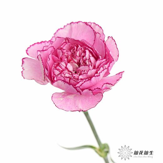 单头康乃馨 | 紫霞仙子 商品图1
