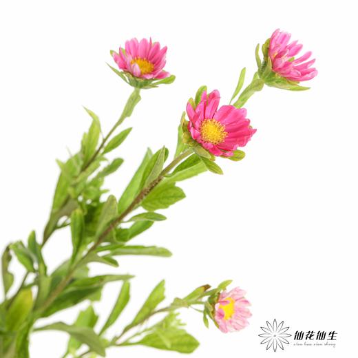 配花 | 迷你菊粉 商品图5