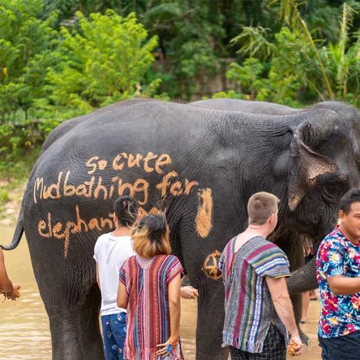 【奈迪大象保护营】泰国普吉岛大象洗澡 呵护小象玩乐园 全岛接送 商品图2