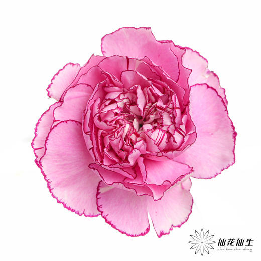 单头康乃馨 | 紫霞仙子 商品图0