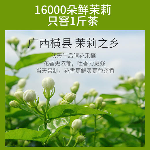 2025新茶特尊茶茉莉花茶四川高山精品嫩芽100g*2罐 商品图3