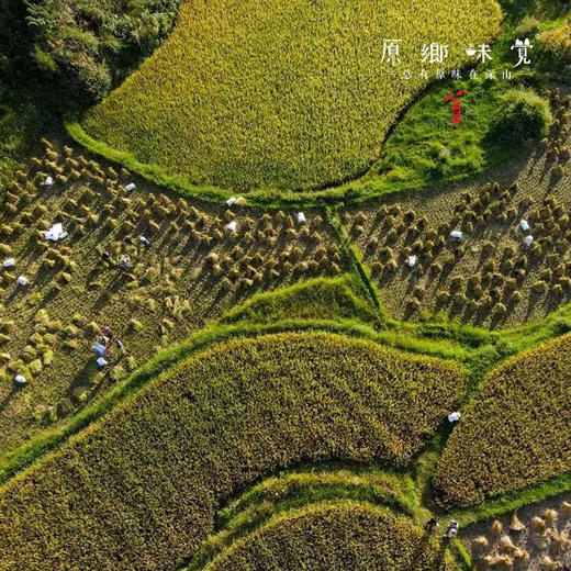 古稻焦米茶（成都仓库-顺丰快递）| 500g，来自贵州贵阳，生产者:杨婧懿【合作生产，公平贸易】 商品图3
