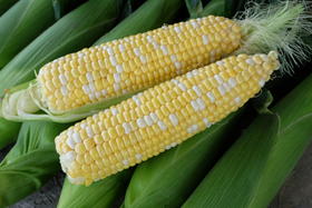 [专业种子]  “圣甜艾菲”玉米种子