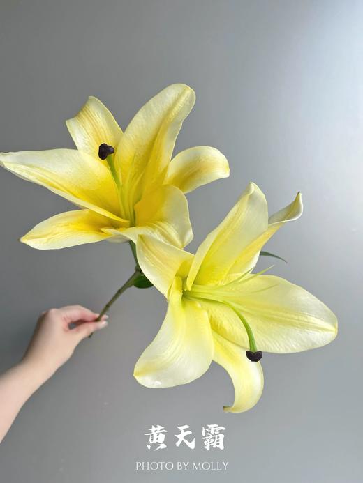 【百合1+1】黄天霸香水百合8-10朵+太平盛世重瓣百合8-10朵/份 商品图3