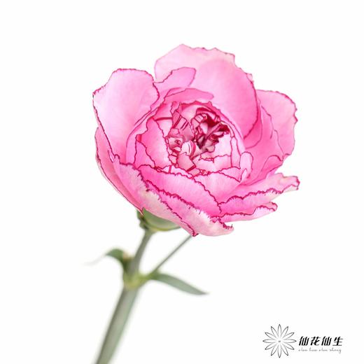 单头康乃馨 | 紫霞仙子 商品图3