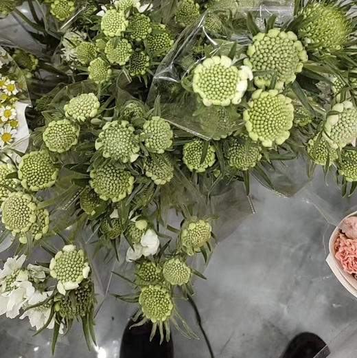 蓝盆花 商品图1