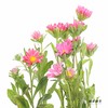 配花 | 迷你菊粉 商品缩略图1