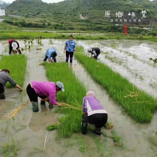 古稻焦米茶（成都仓库-顺丰快递）| 500g，来自贵州贵阳，生产者:杨婧懿【合作生产，公平贸易】 商品图4