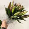 周六配送！香水罗宾百合，单头，一束10支 商品缩略图1