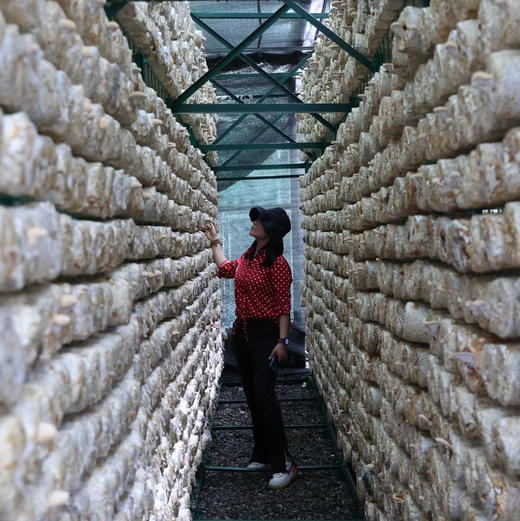 年货节🧨川农大种植研发，三萜含量高达10.4g每百克√【破壁灵芝孢子粉】破壁率高达98%👊 商品图2